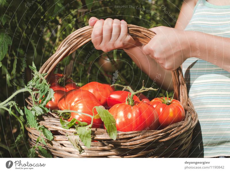 Tomaten im Korb auswählend Gemüse Frucht Vegetarische Ernährung Lifestyle Sommer Garten Gartenarbeit Mensch Frau Erwachsene Hand Natur Pflanze frisch natürlich