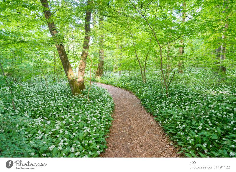 Waldspaziergang wandern Natur Pflanze Sonnenlicht Frühling Sommer Schönes Wetter genießen Freundlichkeit schön Wärme weich Glück Lebensfreude Begeisterung ruhig