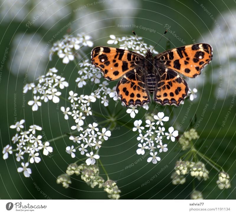 Landkärtchen in Frühlingstracht harmonisch Erholung Duft Umwelt Natur Pflanze Tier Sommer Blume Blüte Wildpflanze Garten Wiese Wald Wildtier Schmetterling 1