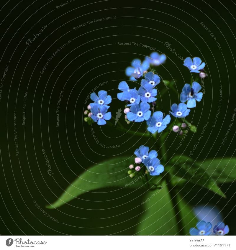 Waldvergißmeinicht Valentinstag Muttertag Geburtstag Natur Pflanze Frühling Sommer Blume Blatt Blüte Wildpflanze Garten Blühend Duft Wachstum ästhetisch frisch