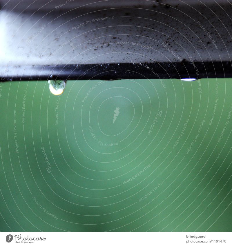 Every Drop Of Rain ruhig Natur Pflanze Wasser Wassertropfen Sommer schlechtes Wetter Regen Baum Sträucher Garten Wiese Metall Tropfen fallen glänzend hell nass