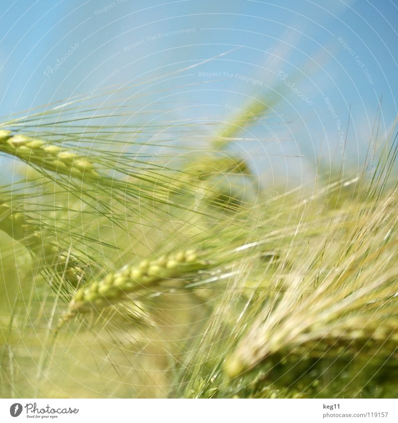 Roggenfänger Weizen Gerste Blume grün Gras Freizeit & Hobby beige braun nah Sommer Wiese Feld Halm Ähren weiß Mehl Korn ruhig Getreide Pflanze Natur Erholung