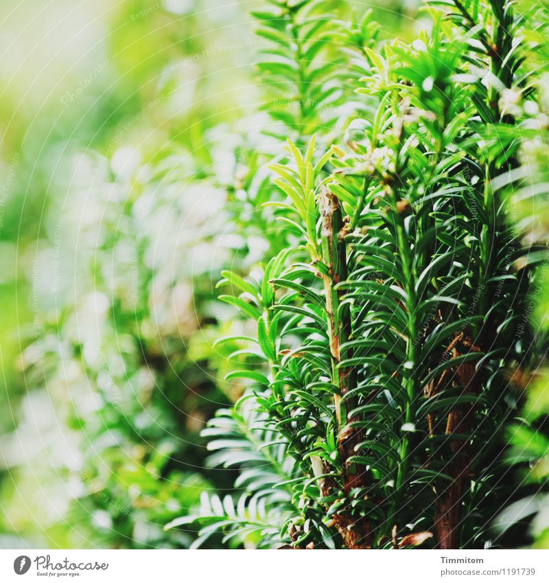 Ziemlich grün. Umwelt Natur Pflanze Frühling Schönes Wetter Hecke Garten Wachstum ästhetisch natürlich Gefühle Zufriedenheit Lebensfreude Farbfoto Außenaufnahme