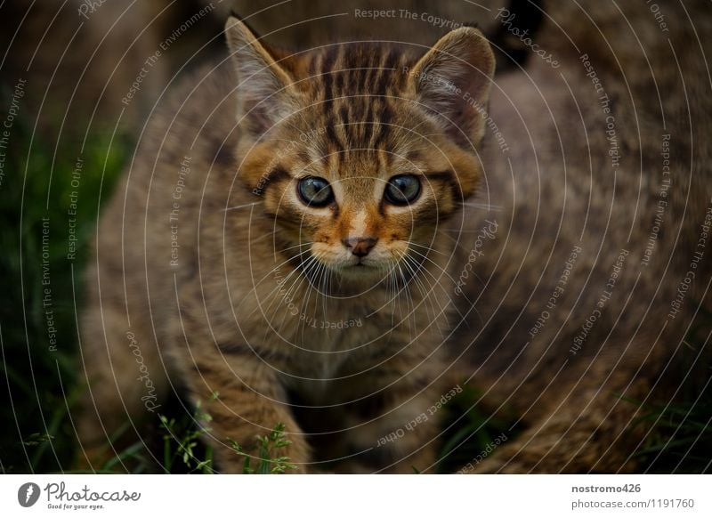 wildkaetzchen Tier Wildtier Katze Tiergesicht Zoo Wildkatze 1 Tierjunges entdecken laufen Blick kuschlig klein niedlich Neugier Interesse Farbfoto mehrfarbig