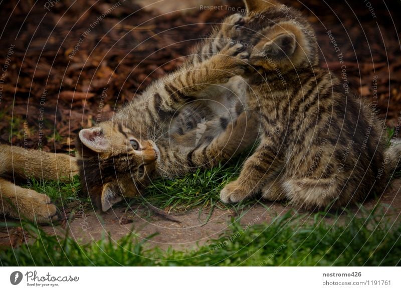 spielende wildkaetzchen Tier Wildtier Katze Tiergesicht Pfote Zoo Wildkatze 2 Tiergruppe Tierjunges berühren Spielen kuschlig niedlich Freude Farbfoto