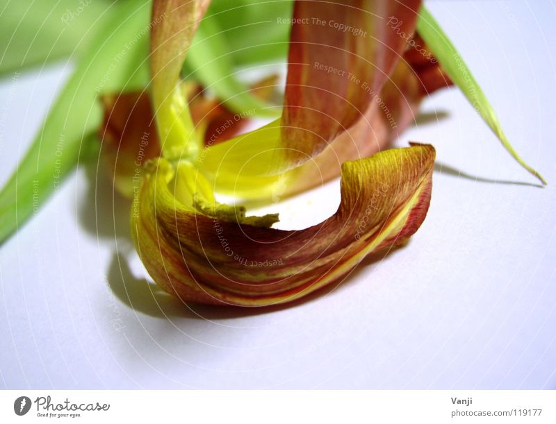 Tulpe Pflanze Blume zart zerbrechlich Blüte Blütenblatt Pollen leicht welk Stengel Vergänglichkeit Makroaufnahme Nahaufnahme Natur sanft Farbe getrocknet