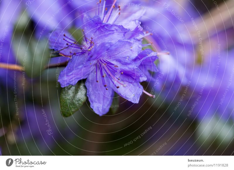 lila. Sommer Garten Umwelt Natur Landschaft Pflanze Blume Blüte Park Blühend verblüht schön grün violett Frühlingsgefühle Farbe Wachstum Wandel & Veränderung