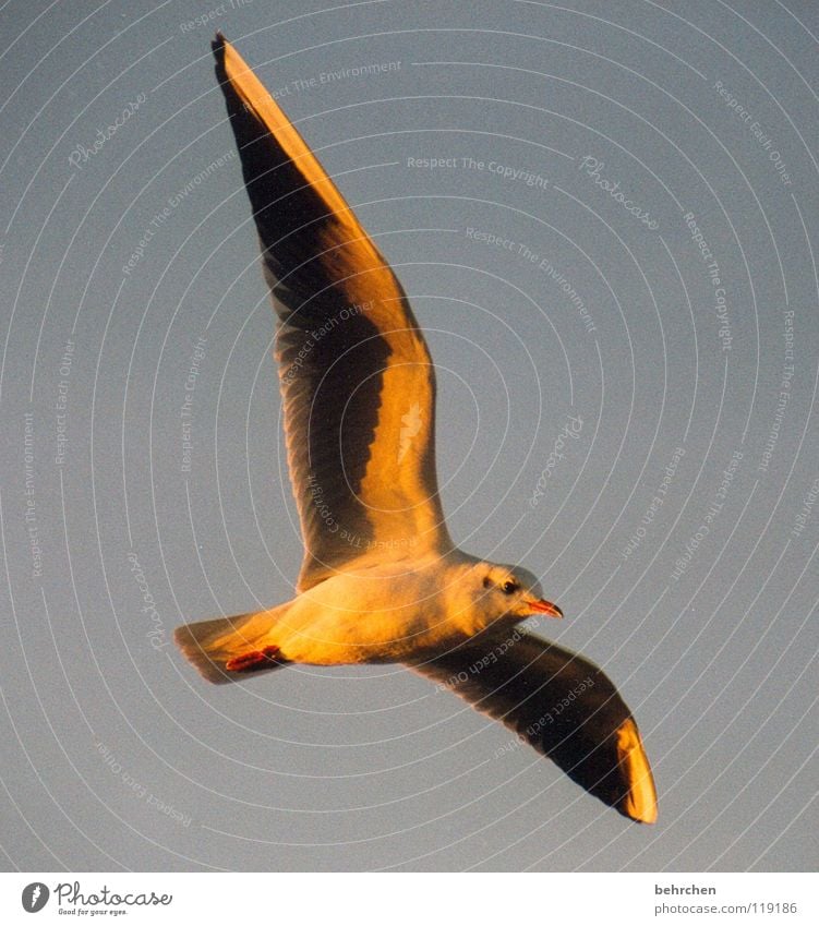 auf auf und davon Möwe Vogel Meer Sonnenuntergang Schnabel Strand Sonnenlicht Physik Himmel Küste Feder Schatten Ostsee Flügel Freiheit fliegen Lampe