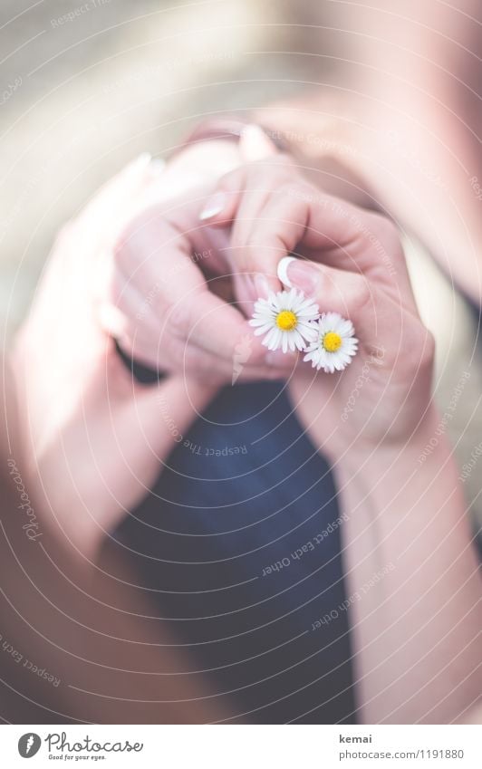 Zu zweit Mensch maskulin feminin Paar Partner Leben Hand Finger 2 Blume Gänseblümchen festhalten Duft Wärme Glück Zufriedenheit Lebensfreude Sympathie