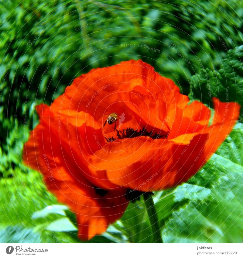 Wo ist die Biene...? Mohn Blume Kanada 2007 Nova Scotia rot orange grün Insekt intensiv knallig Sommer schön interessant Freude U-Bahn Blüte dumm Blühend