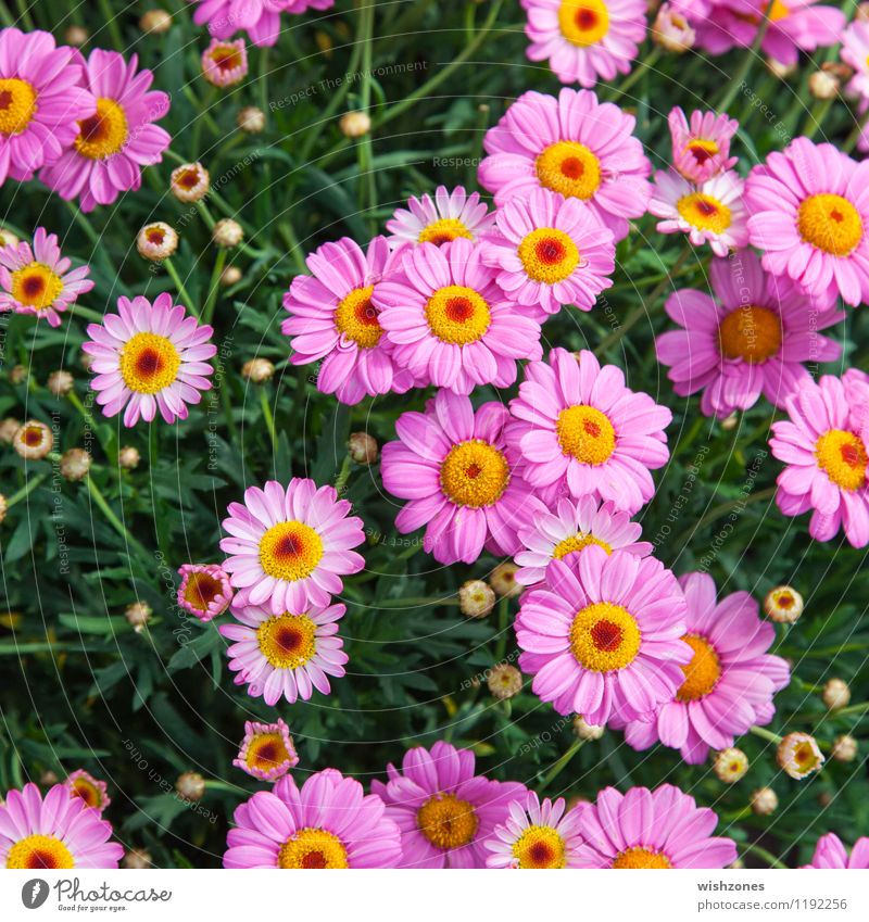 Rosé colored Marguerites Natur Pflanze Frühling Sommer Blume Blatt Blüte Duft rosé colored square format Margerite Blütenknospen rosa Garten Farbenmeer