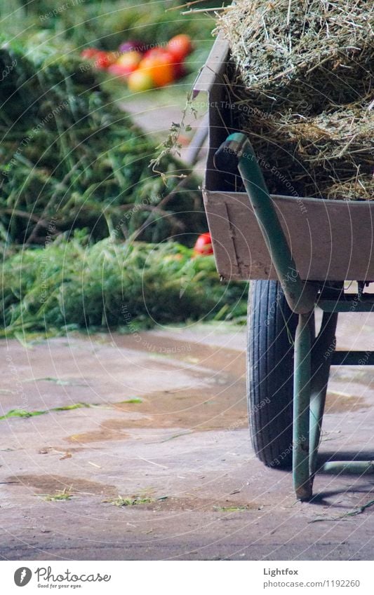 Schubs Karre Gartenarbeit Arbeitsplatz Landwirtschaft Forstwirtschaft Handel Handwerk Baustelle Schubkarre Kindheit Dienstleistungsgewerbe Stimmung Landleben