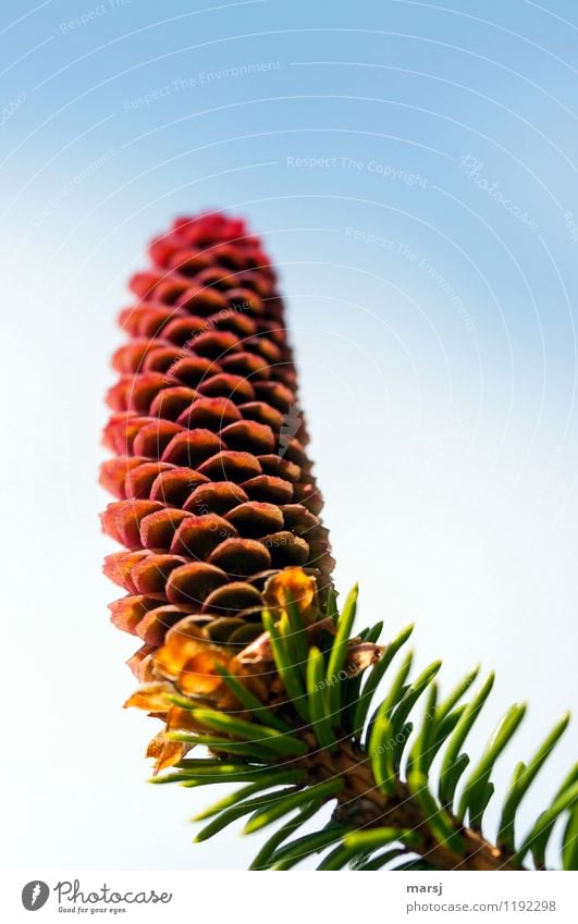 Her mit dem Schuppenschampo Natur Frühling Pflanze Wildpflanze Zapfen stehen mehrfarbig fächrig Muster System regelmässig Naturphänomene Deckschuppen