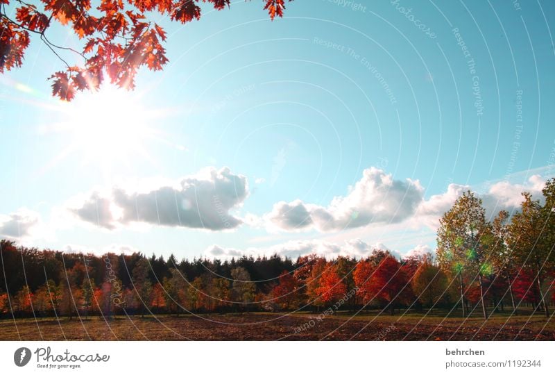 schönste jahreszeit? Natur Pflanze Himmel Wolken Herbst Schönes Wetter Baum Blatt Feld Wald Wärme blau orange Baumstamm Ast welk Herbstlaub Eiche Eichenblatt