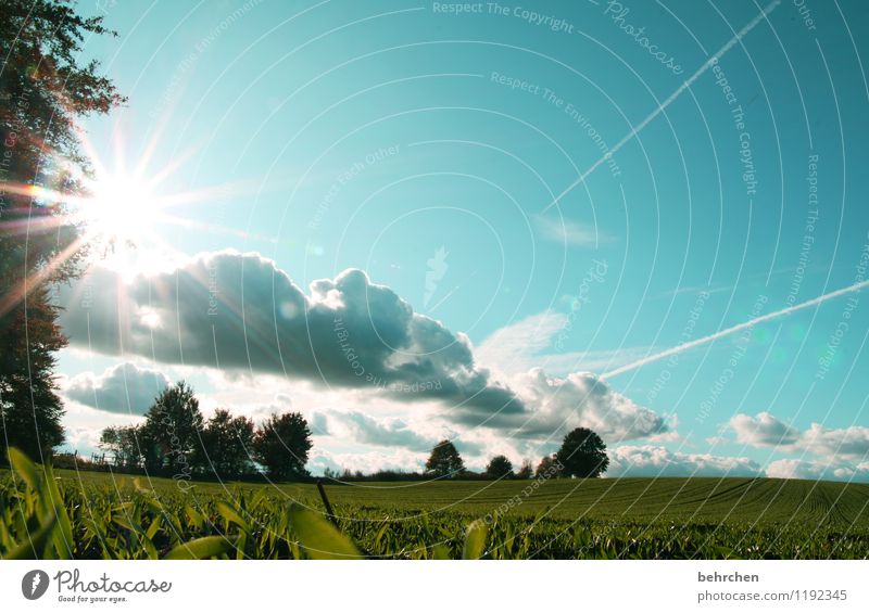 altes land Natur Landschaft Pflanze Himmel Wolken Sonne Frühling Sommer Herbst Schönes Wetter Baum Gras Sträucher Blatt Park Wiese Feld Wachstum schön blau grün