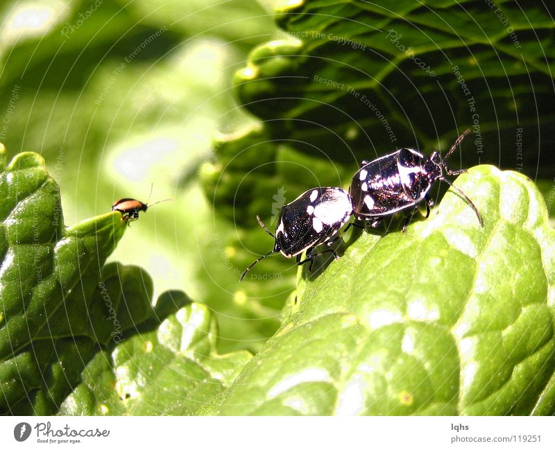 Peep Bugs Schiffsbug Makroaufnahme Käfer peep insect trio scopophilia beetle