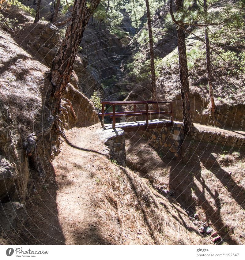 La Cumbrecita Natur Landschaft Erde Frühling Schönes Wetter Wärme Pflanze Baum Sträucher Wald Vulkan Caldera de Taburiente La Palma dunkel braun grün schwarz