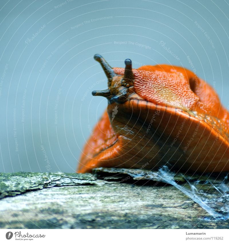 Schleimer Nacktschnecken Landlungenschnecke Wegschnecke Fühler schleimig Sekret krabbeln Ausdauer geduldig langsam auftauchen Holz Neugier Vorsicht Wachsamkeit