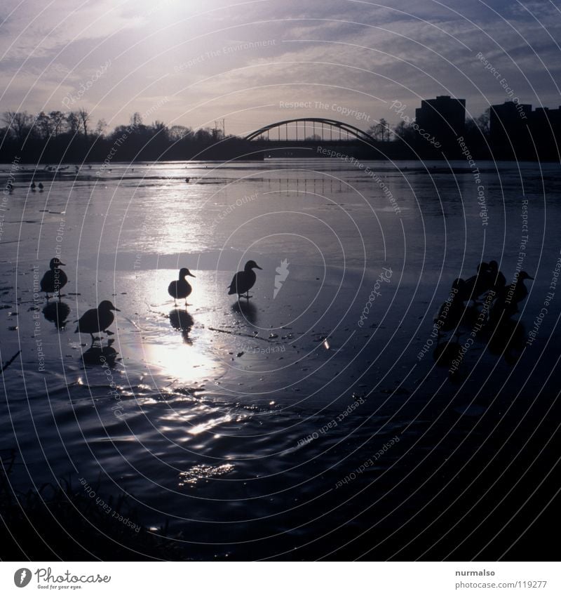 Ente am Morgen Tier Gegenlicht watscheln Schnabel Eisenbahnbrücke kalt Potsdam Auster Fischer Schlittschuhe flüchten Gefühle Jahreszeiten Wasser Brücke Sonne