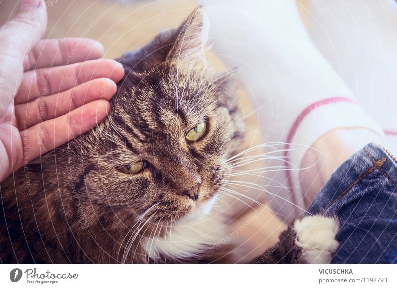 Mit Katze kuscheln Lifestyle Freude Häusliches Leben Mensch Frau Erwachsene Hand Beiboot Tier genießen Liebe Coolness Freundlichkeit Zusammensein retro Gefühle