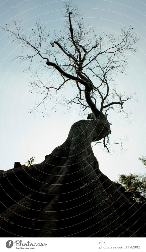 Ta Prohm Tree II Umwelt Natur Tier Sommer Schönes Wetter Pflanze Baum Grünpflanze exotisch Urwald Sehenswürdigkeit Wahrzeichen Gelassenheit geduldig ruhig Sorge