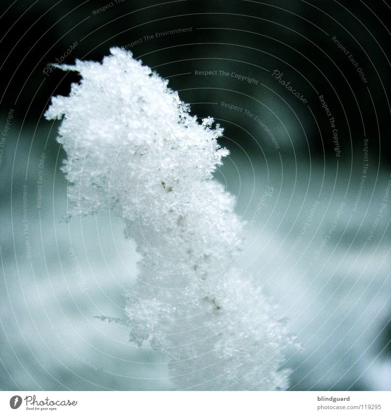 crystallized Schneekristall Eiskristall Lebensbaum grün Winter kalt dunkel Makroaufnahme Baum erfrieren gefroren zart zerbrechlich unterkühlt fein weiß Dezember