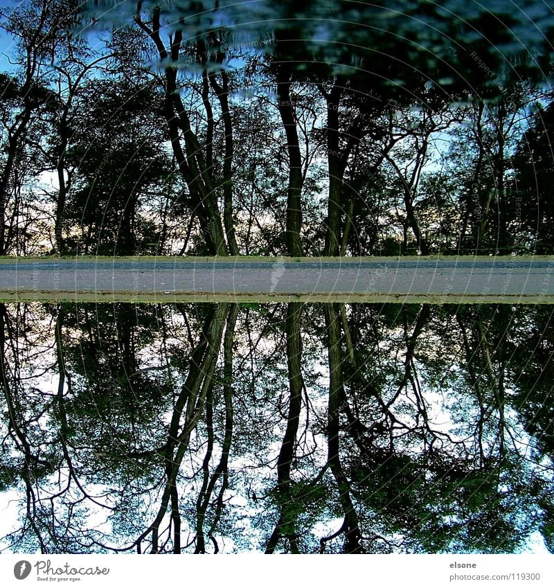 ::ZWEIFACH:: 2 Baum Wald Reflexion & Spiegelung Pfütze See fließen Elektrizität Rauschen Wellen rieseln sprudelnd Quelle Gluckern Geplätscher Gewässer Strand