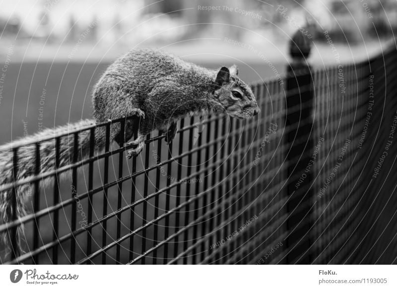 Das hol ich mir! Natur Tier Park Wildtier Fell Pfote 1 natürlich niedlich Eichhörnchen Zaun Nagetiere Klettern sitzen Schwarzweißfoto Außenaufnahme Menschenleer