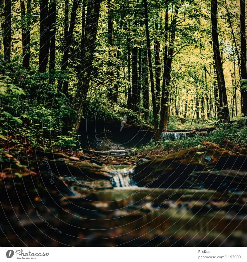 kleiner Bach im Wald Umwelt Natur Landschaft Urelemente Erde Wasser Wassertropfen Pflanze Baum Gras Sträucher Moos natürlich grün Bachufer Wasserfall mystisch