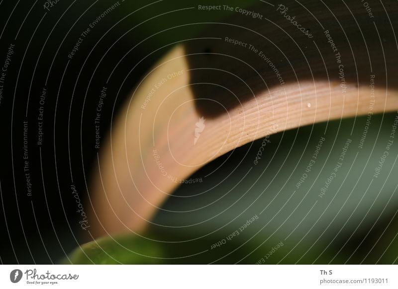 Blatt Natur Pflanze Frühling Sommer Blühend ästhetisch außergewöhnlich authentisch einfach elegant nah natürlich braun grün schwarz schön geduldig ruhig