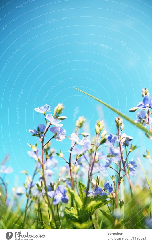 wo bleibste??? Natur Pflanze Himmel Frühling Sommer Schönes Wetter Blume Gras Blatt Blüte Wildpflanze Veronica Garten Park Wiese Feld Blühend Duft Wachstum