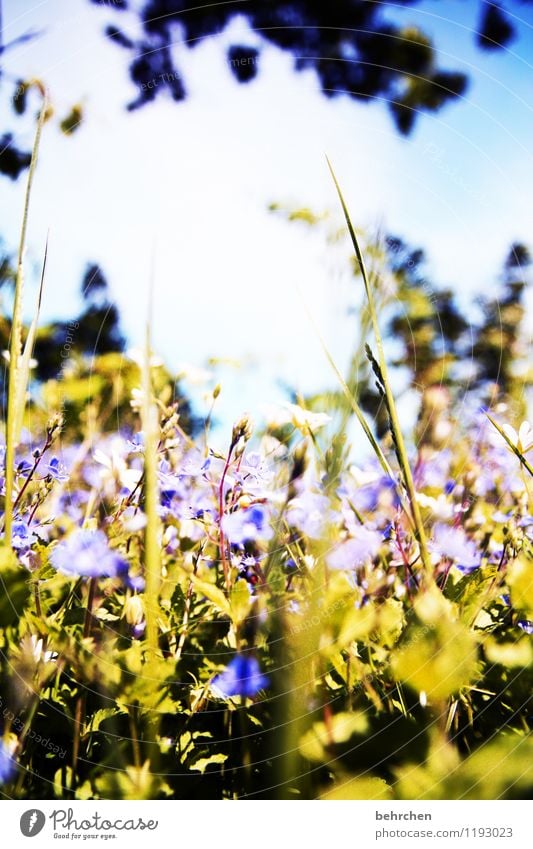 wann ist wieder sommer? Natur Pflanze Himmel Frühling Sommer Schönes Wetter Baum Blume Gras Sträucher Blatt Blüte Wildpflanze Veronica Garten Park Wiese Feld