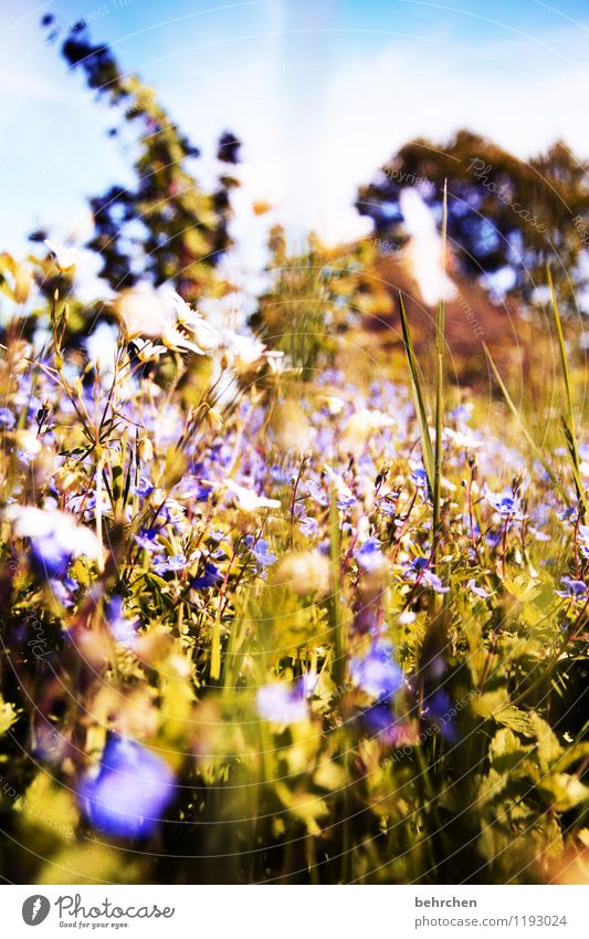 er kommt! Natur Pflanze Himmel Wolken Frühling Sommer Schönes Wetter Baum Blume Gras Sträucher Blatt Blüte Wildpflanze Veronica Garten Park Wiese Feld Blühend