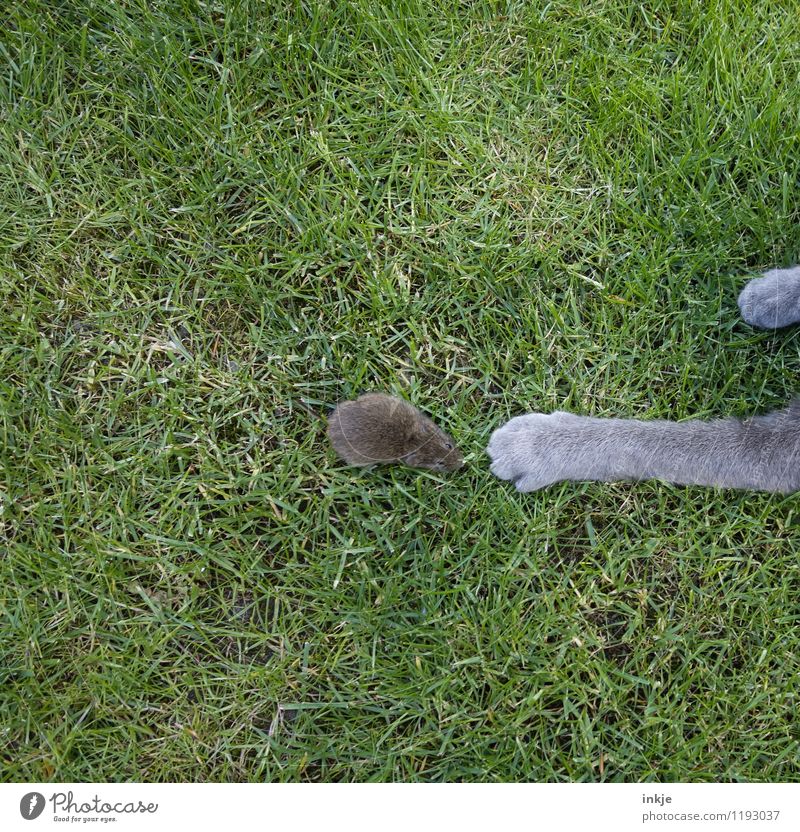 *ohje* Frühling Sommer Gras Wiese Haustier Wildtier Katze Maus Pfote 2 Tier Jagd klein Gefühle Stimmung Tapferkeit selbstbewußt Coolness Zusammensein Angst