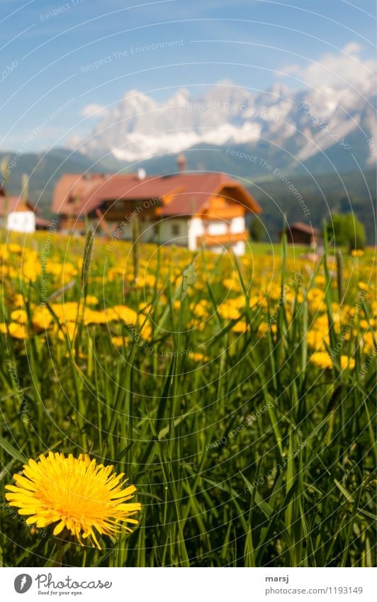 Urlaub am Bergbauernhof mit Soiblueme harmonisch Wohlgefühl Zufriedenheit Erholung ruhig Ferien & Urlaub & Reisen Tourismus Sommerurlaub Berge u. Gebirge