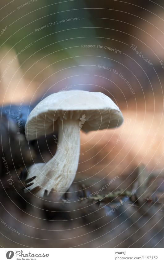 Die Kurve gekriegt Natur Sommer Pflanze Pilz Pilzhut Waldboden Wachstum dunkel authentisch einfach gruselig kalt nah natürlich Mut Farbfoto Gedeckte Farben