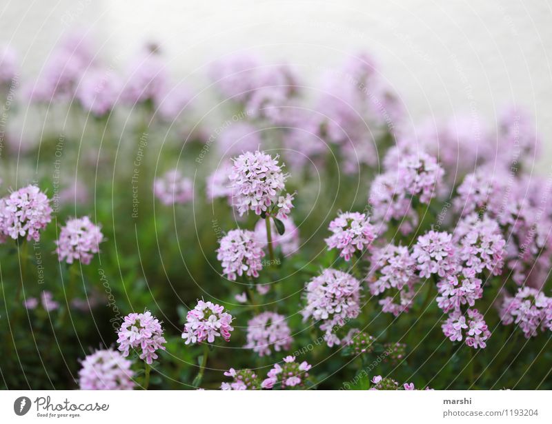 blühender Thymian Natur Pflanze Frühling Sommer Blume Sträucher Blüte Stimmung Kräuter & Gewürze Schwache Tiefenschärfe Blühend Garten Duft Farbfoto