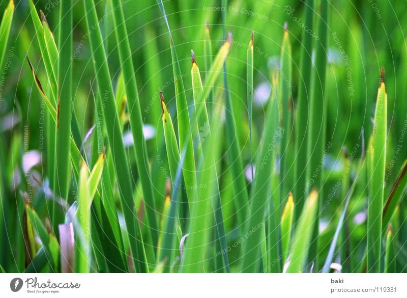 Ins Grüne rausgefahren grün Schilfrohr frisch Gras Natur mehrfarbig Pflanze Landschaft Küste leuchten Außenaufnahme