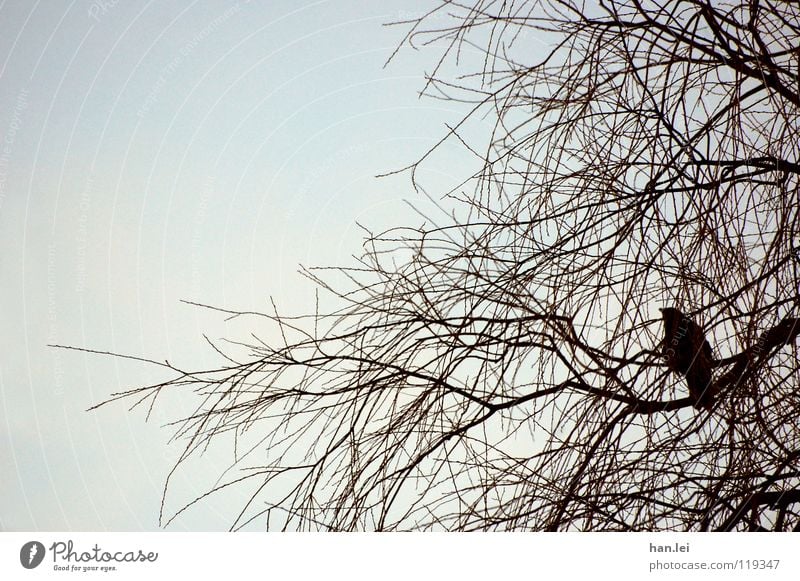 Krähe Baum Vogel beobachten fliegen sitzen dunkel schuldig Desaster Vergangenheit Rabenvögel Märchen böse Betrüger Aasfresser Ast Farbfoto Tag Tierporträt