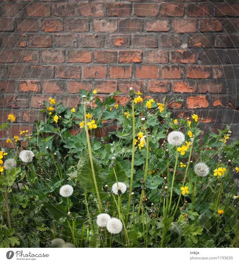 Wildwuchs Pflanze Frühling Sommer Wildpflanze Unkraut Löwenzahn Garten Park Menschenleer Mauer Wand Fassade Backstein Blühend gelb grün Natur Stadt Wachstum