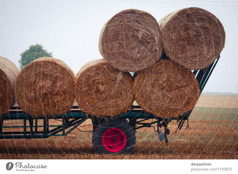 Stohballen auf dem Feld  Anhänger sind geladen. Das Feld ist abgeerntet.  Es ist Herbst Freude Zufriedenheit Ausflug Arbeit & Erwerbstätigkeit Landwirt