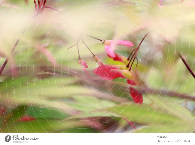 Ahorn Natur Pflanze Frühling Sommer Schönes Wetter Baum Sträucher grün rot Ahornblatt Frucht Garten Außenaufnahme Nahaufnahme Detailaufnahme Makroaufnahme Tag