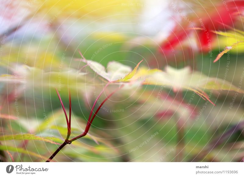 Ahorn Natur Landschaft Pflanze Frühling Sommer Baum Sträucher Blatt Grünpflanze Stimmung rot grün Ahornblatt Garten Farbfoto Außenaufnahme Nahaufnahme