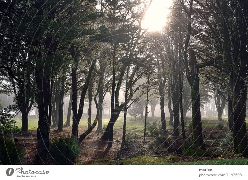 moinmoin Umwelt Natur Landschaft Pflanze Himmel Sonnenlicht Wetter Nebel Baum Gras Wald braun grün weiß Beleuchtung kämpfen Farbfoto Gedeckte Farben