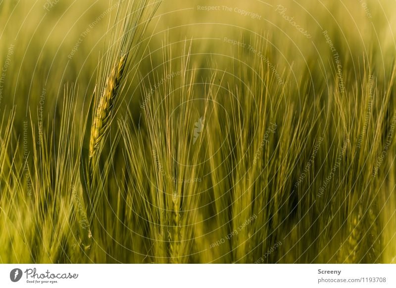 Kornfeld Natur Pflanze Frühling Sommer Nutzpflanze Weizenfeld Feld Wachstum Landwirtschaft Agrarprodukt Farbfoto Außenaufnahme Detailaufnahme Menschenleer Tag