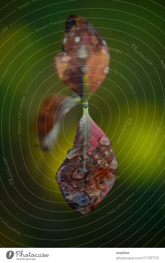 es regnet Natur Pflanze Wassertropfen Wetter schlechtes Wetter Regen Blatt braun mehrfarbig gelb grün rot weiß aquatherapie herbstlich Farbfoto Außenaufnahme