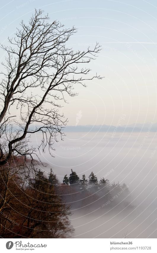 Da kommt er wieder, der Nebel! Umwelt Natur Landschaft Urelemente Luft Himmel Herbst Winter Wetter natürlich Nebelstimmung Nebelbank Unendlichkeit kalt mystisch