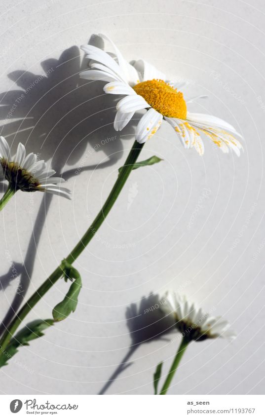 Der Sonne entgegen schön Wellness Leben harmonisch Innenarchitektur Dekoration & Verzierung Muttertag Gartenarbeit Natur Pflanze Sommer Schönes Wetter Blume