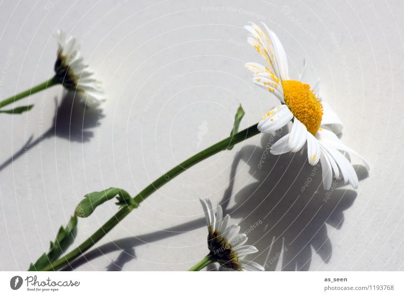 Schattenspiel Gesundheit Leben harmonisch Sommer Dekoration & Verzierung Muttertag Pflanze Blume Margerite Pollen Stengel Blütenblatt berühren Blühend Wachstum