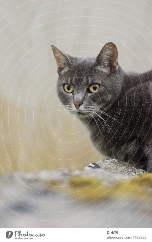 Goldeneye Gras Flechten Garten Bretagne Finistere Frankreich Einfamilienhaus Mauer Wand Steinmauer Tier Haustier Katze Tiergesicht Kartäuserkatze Malteserkatze